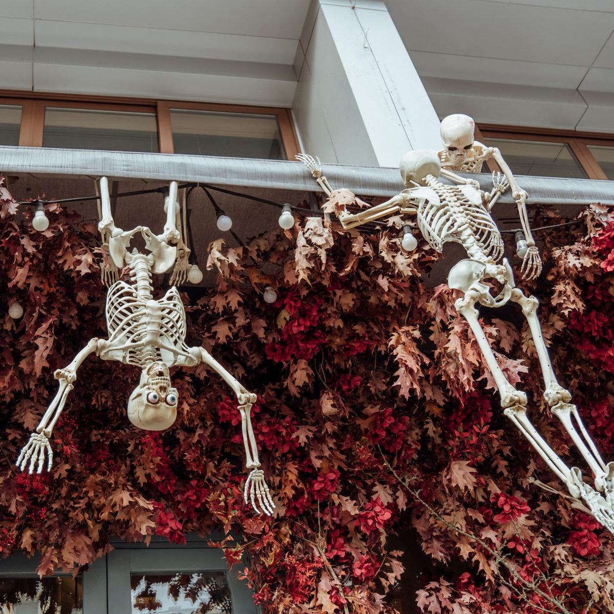 6 Pack Halloween Skeletons 3 5.4ft 3 3ft Y583