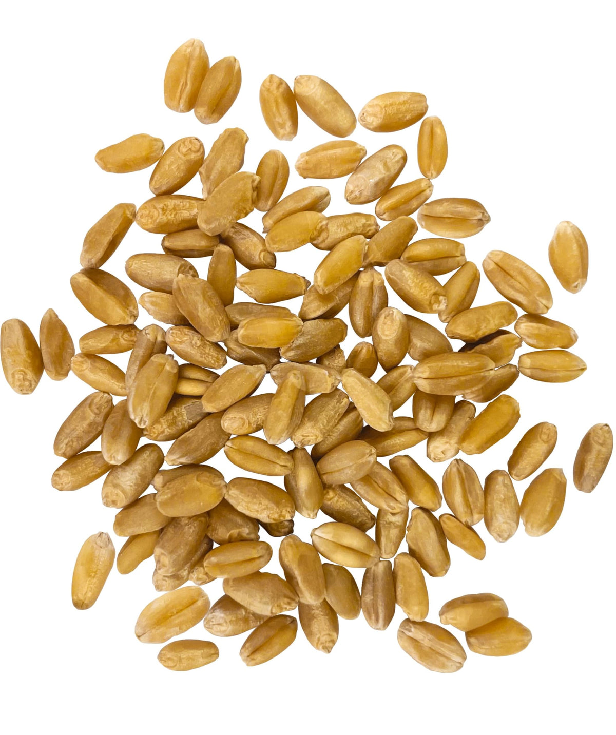 Hard White Wheat Berries 25 lbs X346